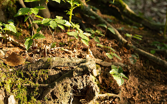 Naturbestattungen Naturbestattung